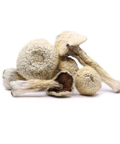 Treasure Coast Mushrooms