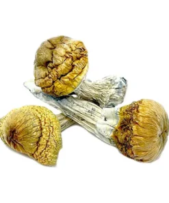 Cambodian Mushrooms –