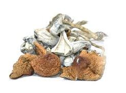 Jedi Mind Fuck Mushrooms