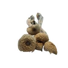 Golden Halo Mushrooms