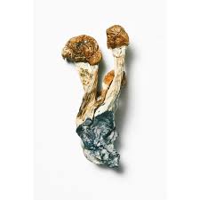 Ecuadorian Mushrooms